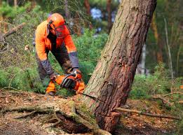 Best Tree Removal Services  in Sault Ste Marie, MI